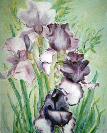 Iris